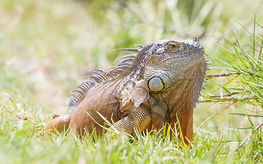 Image showing Iguana (Iguana iguana)