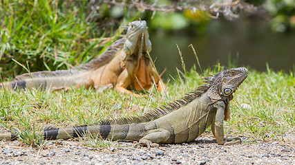 Image showing Iguana (Iguana iguana)