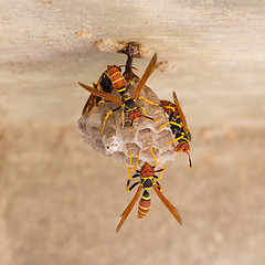 Image showing Jack Spaniard wasps on a small nest