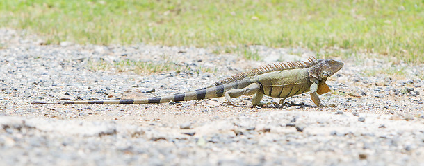 Image showing Iguana (Iguana iguana)