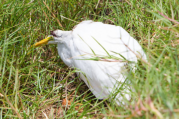 Image showing Great Egret (Ardea alba modesta) dying