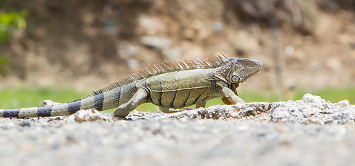 Image showing Iguana (Iguana iguana)