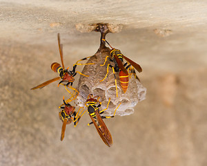 Image showing Jack Spaniard wasps on a small nest