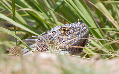 Image showing Iguana (Iguana iguana)