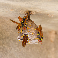 Image showing Jack Spaniard wasps on a small nest