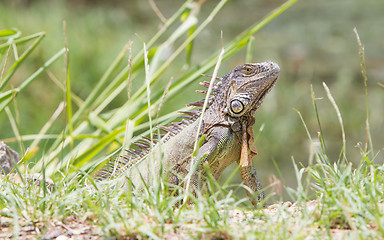 Image showing Iguana (Iguana iguana)