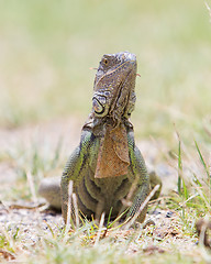 Image showing Iguana (Iguana iguana)