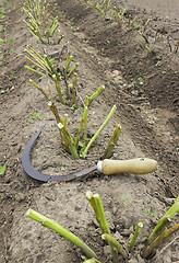 Image showing Beveled tops of potatoes, before you dig