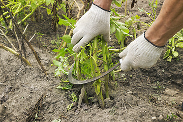 Image showing Mowing potato haulm before digging gather