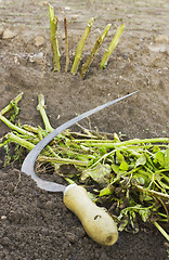 Image showing Sickle and cut off tops of potatoes