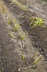 Image showing Mowed the tops of potatoes, before you dig