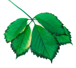 Image showing Green leaf on white background