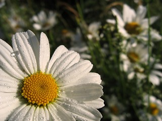 Image showing Flower