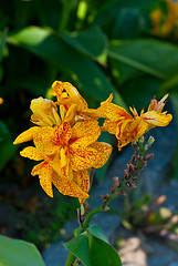 Image showing Yellow flower.