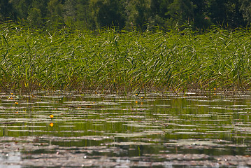 Image showing Flora of the lake.