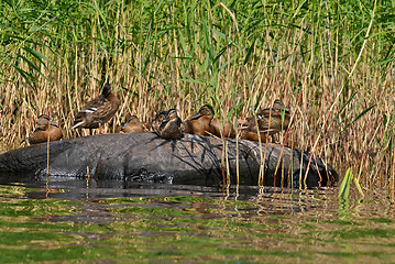 Image showing Duck family.