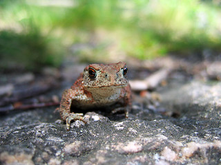Image showing Frog closeup