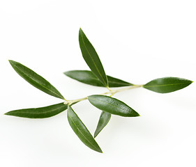 Image showing Green  Olive Branch With  Leaves
