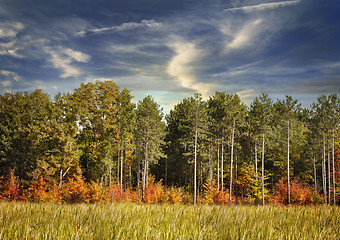 Image showing Autumn Forest