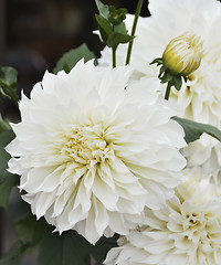 Image showing White Dahlia Flowers