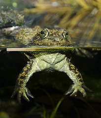 Image showing Tropical Green Frog