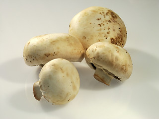 Image showing mushrooms