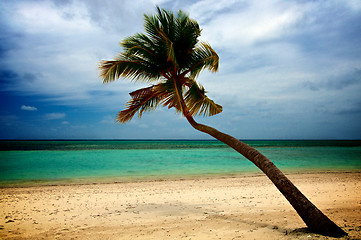 Image showing Palm Tree on Ocean Beach