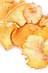 Image showing Golden Chanterelles 