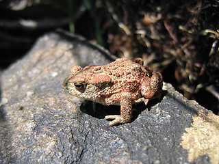 Image showing Frog closeup