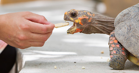 Image showing Cherry head red foot tortoise