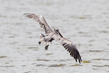 Image showing Brown pelican (Pelecanus occidentalis)