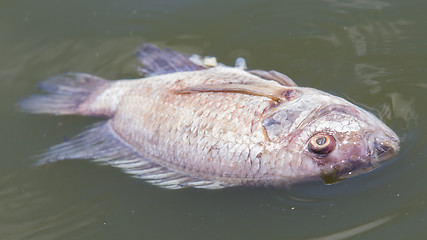 Image showing Death fish and waste water