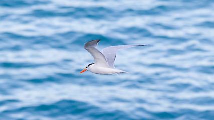 Image showing Royal Tern (Thalasseus maximus maximus) flying