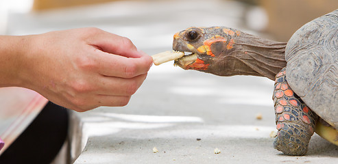 Image showing Cherry head red foot tortoise