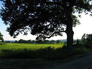 Image showing Tree silhouette