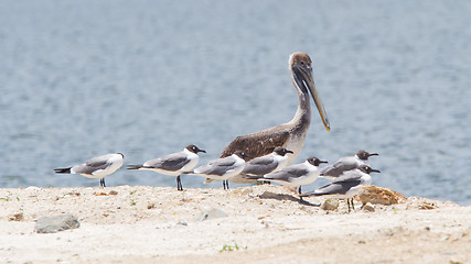 Image showing Brown pelican (Pelecanus occidentalis) sitting between Laughing 