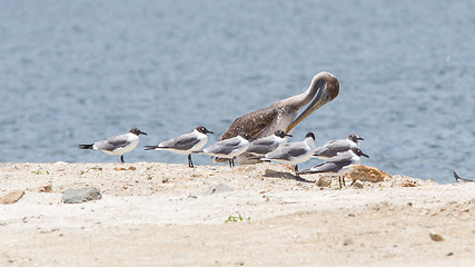 Image showing Brown pelican (Pelecanus occidentalis) sitting between Laughing 