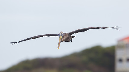 Image showing Brown pelican (Pelecanus occidentalis)