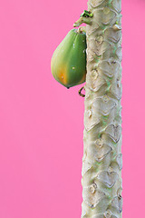 Image showing Papaya hanging in a tree