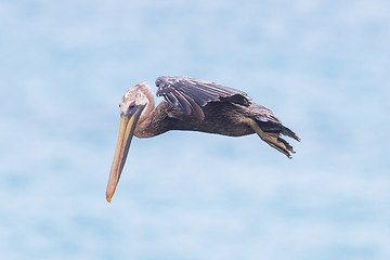 Image showing Brown pelican (Pelecanus occidentalis)