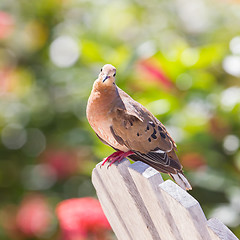 Image showing Red Turtle Dove (Streptopelia tranquebarica) 