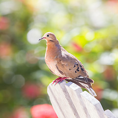 Image showing Red Turtle Dove (Streptopelia tranquebarica) 