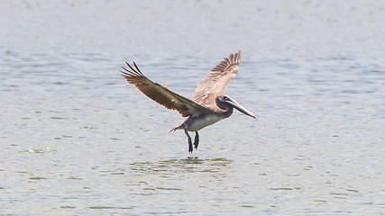 Image showing Brown pelican (Pelecanus occidentalis)