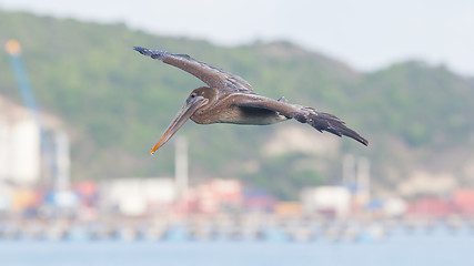 Image showing Brown pelican (Pelecanus occidentalis)