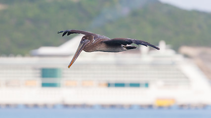 Image showing Brown pelican (Pelecanus occidentalis)