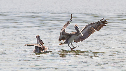 Image showing Brown pelican (Pelecanus occidentalis)