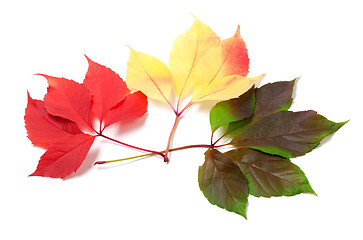 Image showing Three leaves of different seasons isolated on white background