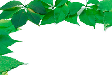 Image showing Green leaves frame on white. Virginia creeper leaves.