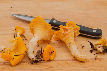 Image showing Cleaning up chanterelles