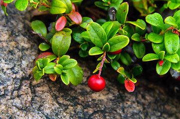 Image showing Cranberries against a rock